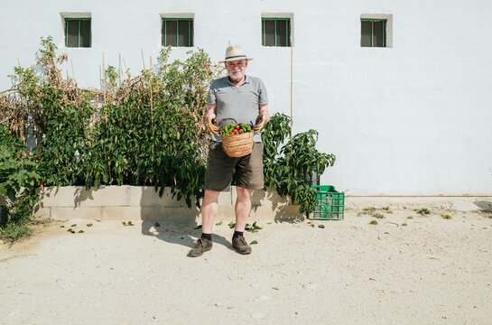 Elderly farmer standing with harvested vegetables in basket