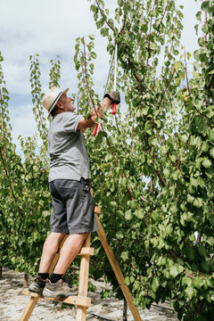Male farmer pruning fruit tree