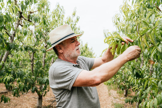 Man checking leaves of fruit tree