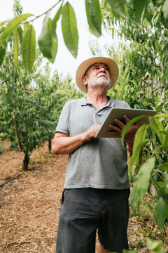 Senior farmer using tablet near fruit trees