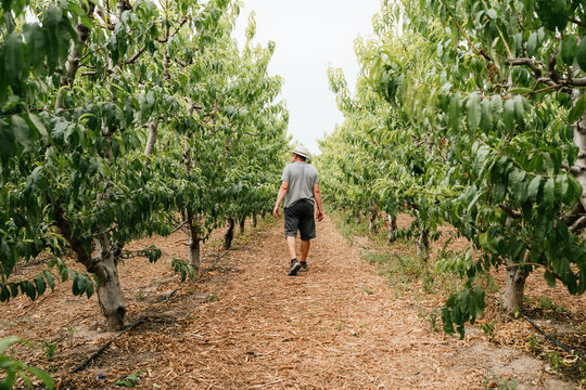 Male farmer walking amidst fruit trees