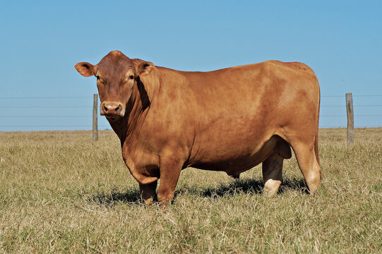 Touro Caracu / Senepol em pasto verde
