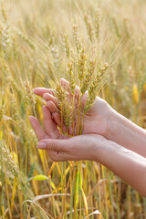 The hand of a woman close-up holding a wheat ear in a wheat field.