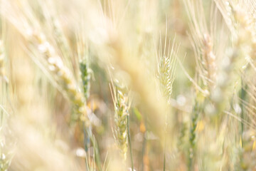 Soft focus of spikelets of wheat with lens flare at sunset.