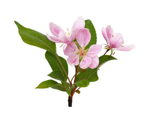 Pink flowers and green leaves of Malus floribunda (profusely flowering apple) isolated on white or transparent background