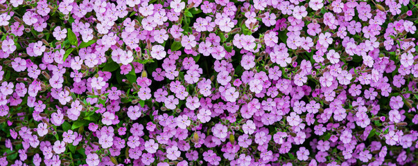 Obraz premium Closeup of spring purple garden flowers