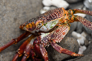 Sea crab sitting on a wet rock near the sea