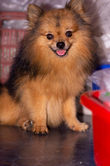 Obraz premium A tiny Pomeranian with a fluffy, golden coat sits on a cozy rug. Its round, dark eyes sparkle with curiosity and its small ears perk up. The dog's bushy tail curls over its back, and it has a playful,