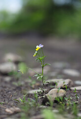 One flower alone on the country road