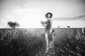 lavender, France, Provence, sunset, Valensole