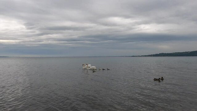 swans with chicks on Lake Garda