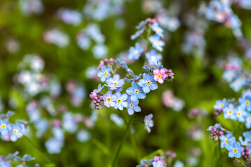spring background forget-me-not flowers