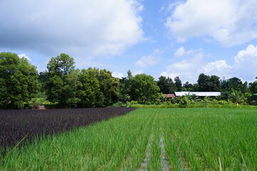 Green nature landscape with Paddy jasmine rice field in thailand.