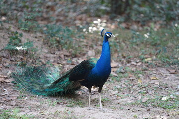 Pavo muticus is a large pheasant found in the wild.