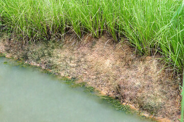 Vetiver grass is planted to prevent soil erosion.