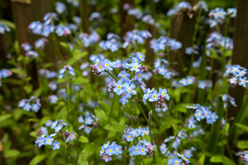 spring background forget-me-not flowers