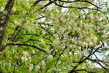 Acacia tree canopy full of fresh flower blooms
