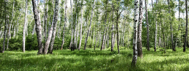 Green birch tree grove forest panorama on a bright summer day