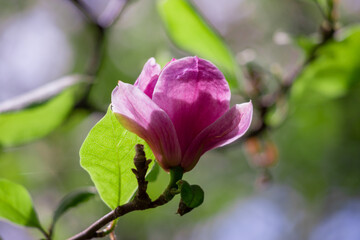  Magnolia pink flowers on flowering magnolia tree background.