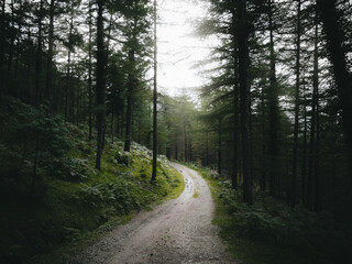 Way in the forest landscape