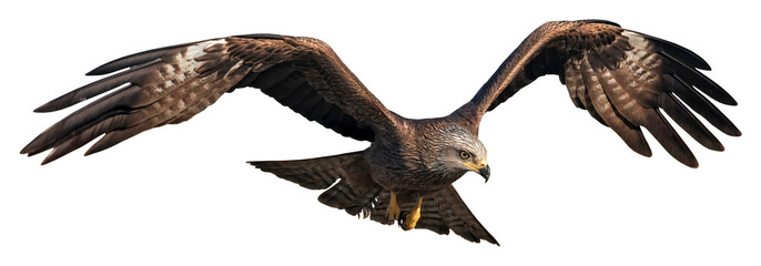 Black Kite in flight (Milvus migrans), PNG, isolated on transparent background