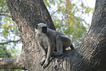 Curious Baby Monkey