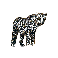 color sketch of leopard with transparent background