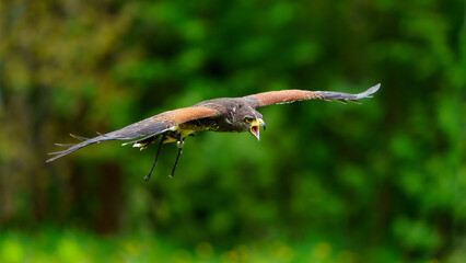 Harris´s Hawk
