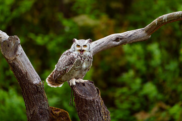 African spotted eagle-owl