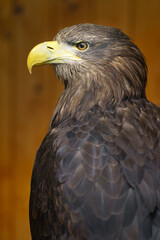 White tailed Eagle
