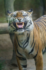 Fototapeta na wymiar Sumatran tiger