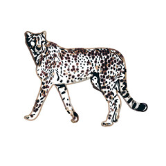  color sketch of leopard with transparent background