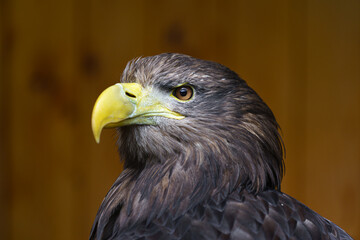 White tailed Eagle