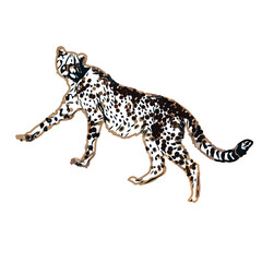  color sketch of leopard with transparent background