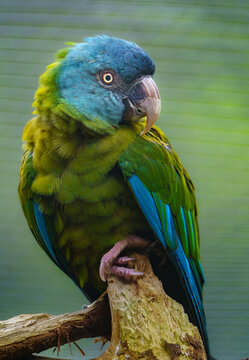 Blue headed Macaw