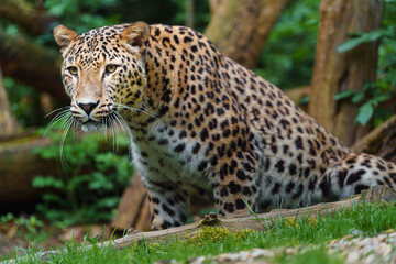 Persian leopard