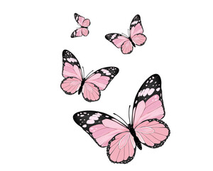 butterflies isolated on white