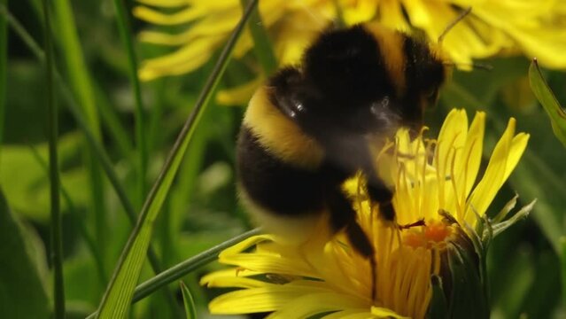 Bumblebee in yellow dandelion pollen. A yellow dandelion blooms beautifully and a bumblebee collects honey from the flower