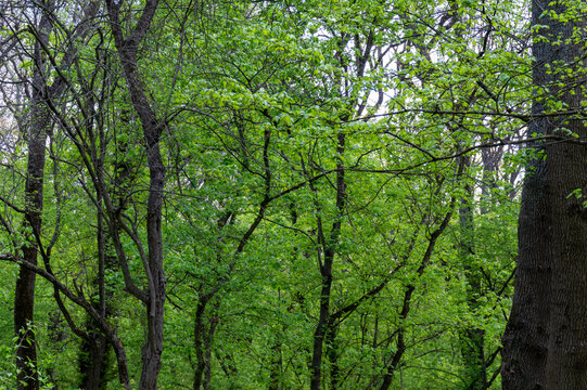 Green foliage of trees in the forest