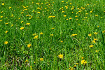 A large number of dandelions in the grass