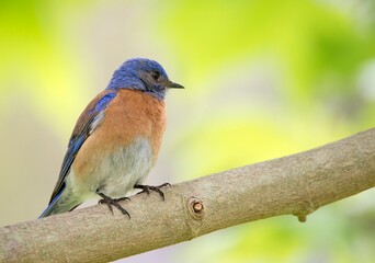 Western bluebird up close on a tree branch looking out for bugs at the Huntington beach central library park in Orange county, California