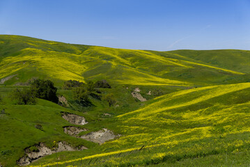 Mustard Hills