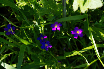 Redmaids tucked in Green
