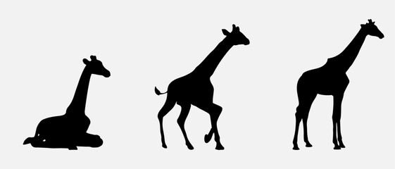 isolated black silhouette of a giraffe , vector collection © tabon