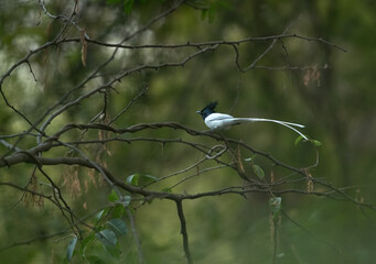 Indian paradise flycatcher perched on a tree at Bhigwan bird sanctuary Maharashtra, India