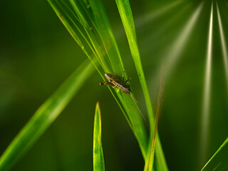 Grashüpfer im Gras.