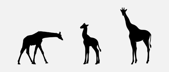 isolated black silhouette of a giraffe , vector collection