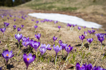 Purple crocus flowers. Saffron. Spring flowers on mountain meadow