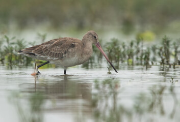 Black-tailed godwit feeding at Bhigwan bird sanctuary Maharashtra