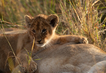 Fototapeta premium Lion cub resting on top of mother at Masai Mara, Kenya